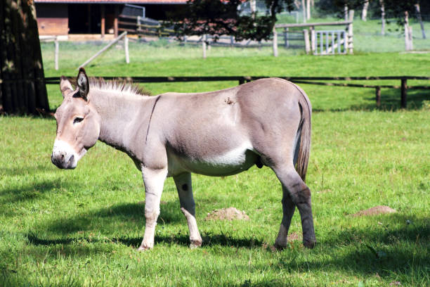 istock A domestic donkey (Equus asinus asinus) in a meadow 1284926459