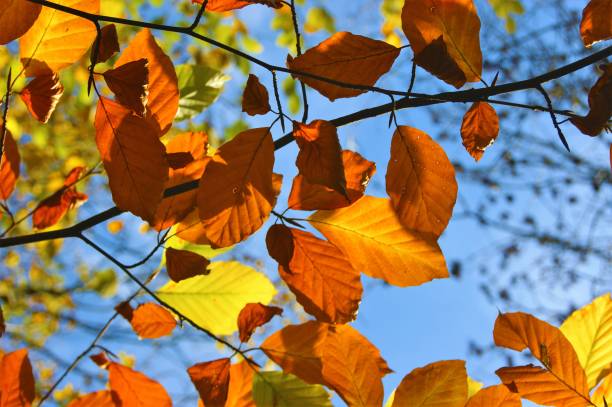 istock Colourful Autumn Leaves. 1284926531