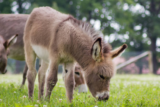 istock Young donkey (Equus asinus asinus) in a meadow, curious offspring 1284927097