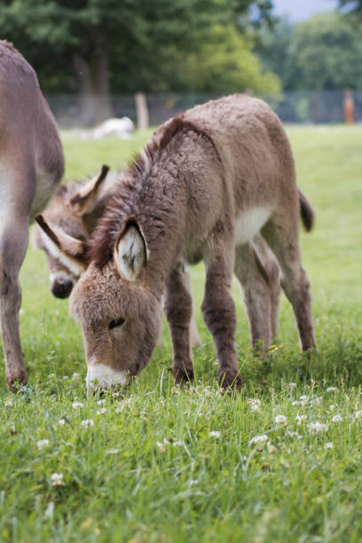 istock Young donkey (Equus asinus asinus) in a meadow, curious offspring 1284927369