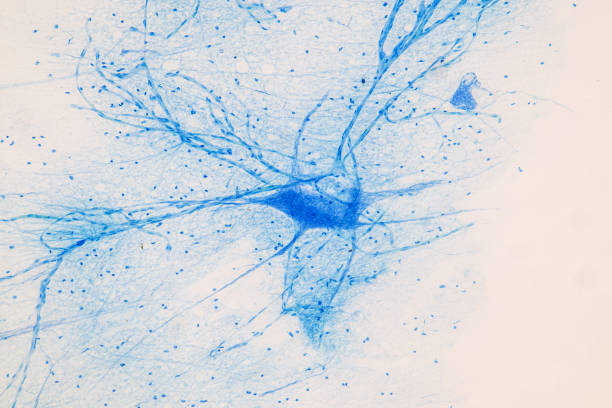 education spinal cord  and motor neuron under the microscope in lab. - synapse human nervous system brain cell imagens e fotografias de stock