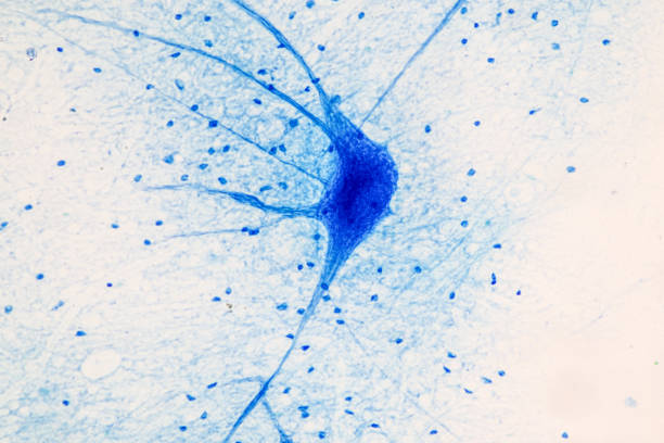 education spinal cord  and motor neuron under the microscope in lab. - synapse human nervous system brain cell imagens e fotografias de stock