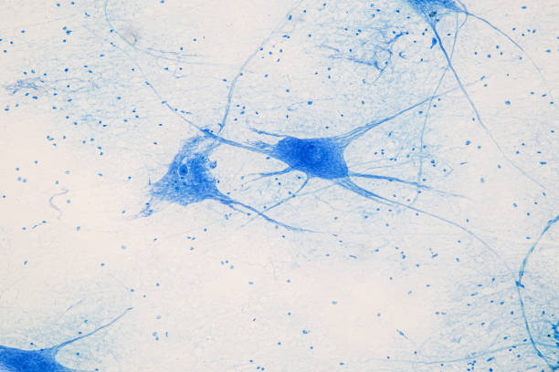 educação medula espinhal e neurônio motor sob o microscópio em laboratório. - brain nerve cell synapse human nervous system - fotografias e filmes do acervo