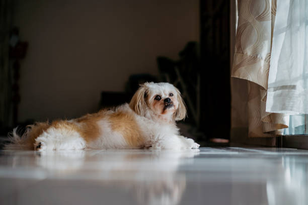 istock Sleepy senior Shih Tzu at home 1284928099