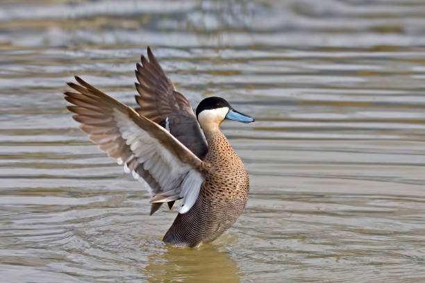 istock Puna Teal, Anas puna, doing a wingstand 1284928939