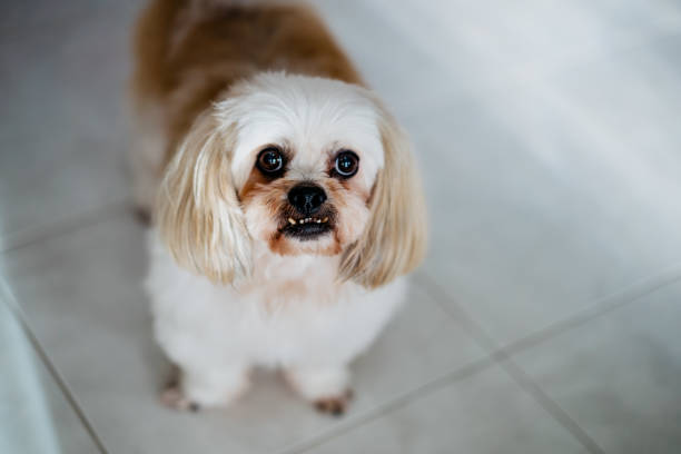 istock Cute senior Shih Tzu at home 1284929075