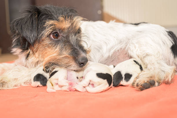 chiots le jour de la naissance. 0 jours. de race pure très minuscule jack russell terrier bébé chiens avec sa mère. les chiots nouveau-nés boivent à la chienne - bitch photos et images de collection