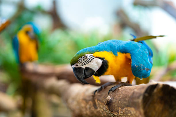 istock Blue yellow parrot macaw sitting on branch 1284931292