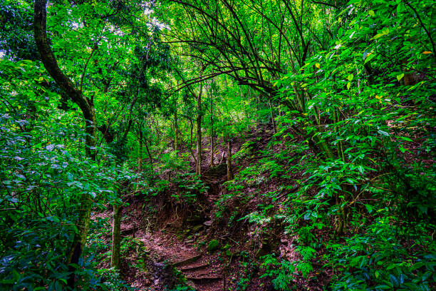 Tropical forests are forested landscapes in tropical regions: i.e. land areas approximately bounded by the tropic of Cancer and Capricorn, but possibly affected by other factors such as prevailing winds.