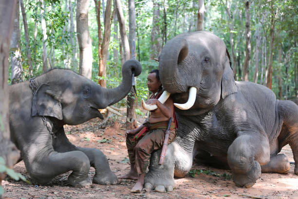 istock View Of Elephant In The Forest 1284932715