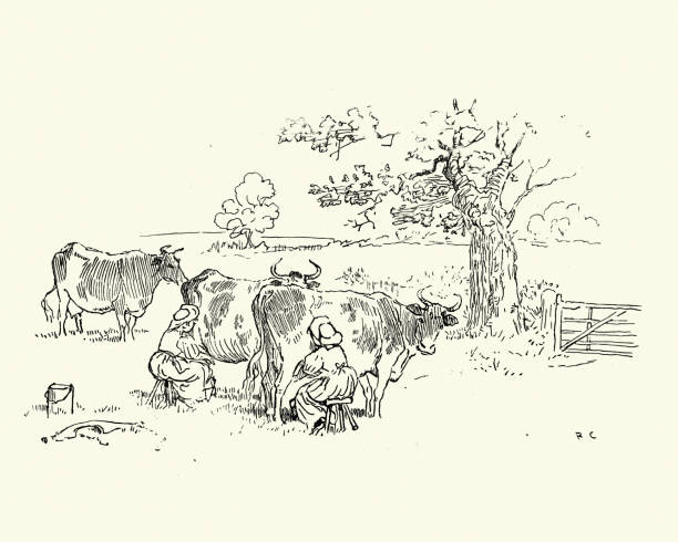 milkmaids dojenie krów w polu, wiktoriański, 19 wieku - surowe mleko stock illustrations