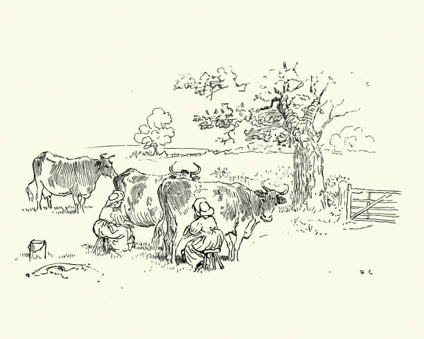 ilustrações, clipart, desenhos animados e ícones de milkmaids ordenhando vacas no campo, vitoriano, século xix - randolph caldecott