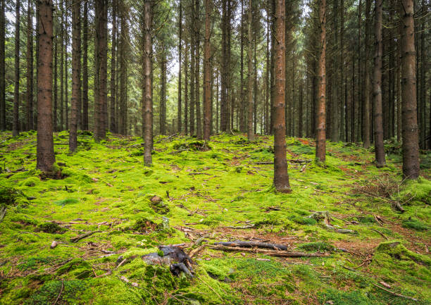 Trunks of fir trees in a Belgian forest with moss on the bottom. Forest landscape in the High Fens, Ardennes, Belgium