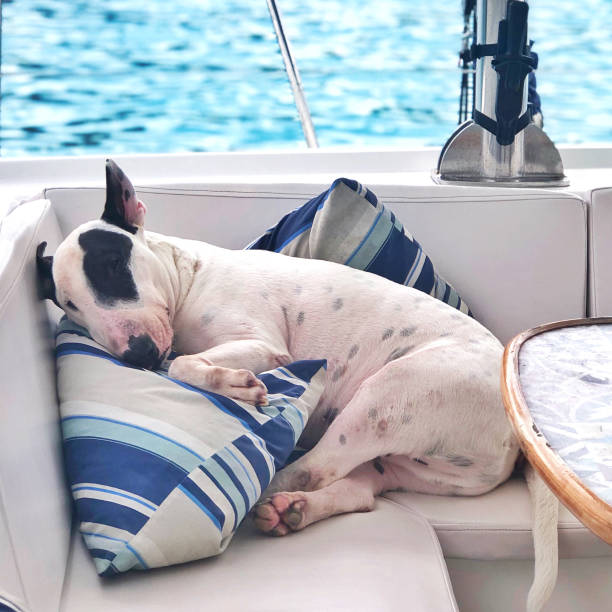 istock Dog sleeping on the back of a boat very peacefully 1284937467