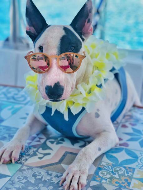istock Funny looking dog dressed up for carnival wearing sunglasses 1284938499