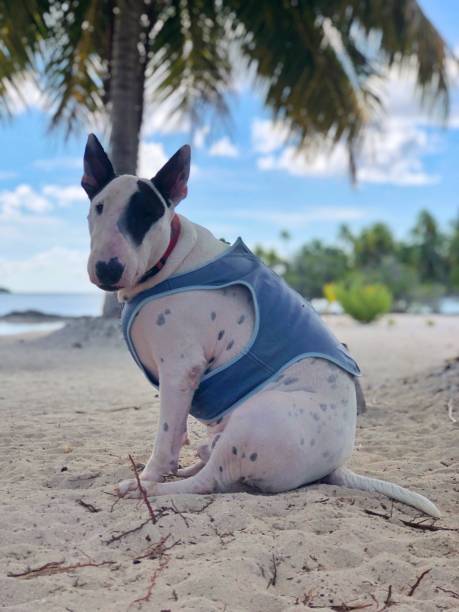 istock Chubby Dog sitting at a tropical beach 1284938550