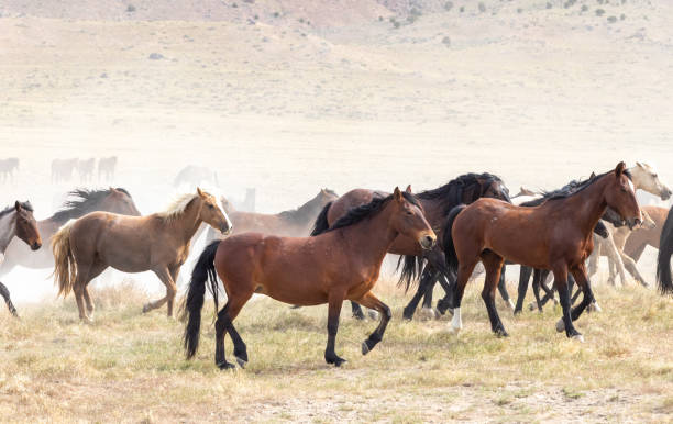 istock Wild Horses in the Utah Desert 1284938602