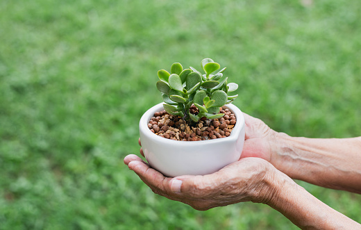 Close-up small tree plant in white pot on old woman hand, blur green grass background.