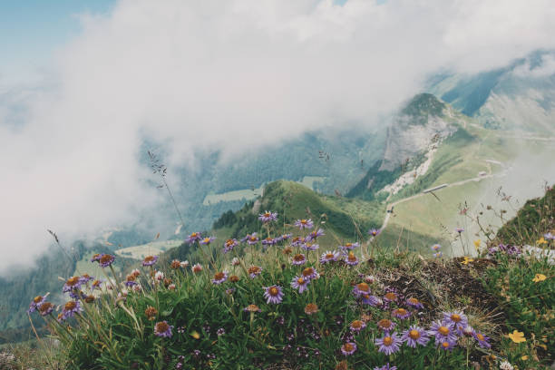 Mountain flowers and plants in the clouds
