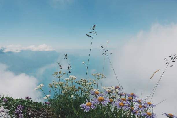 Mountain flowers and plants in the clouds