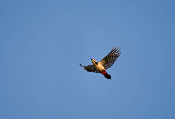 istock Grote Bonte Specht, Great Spotted Woodpecker, Dendrocopos major 1284940098