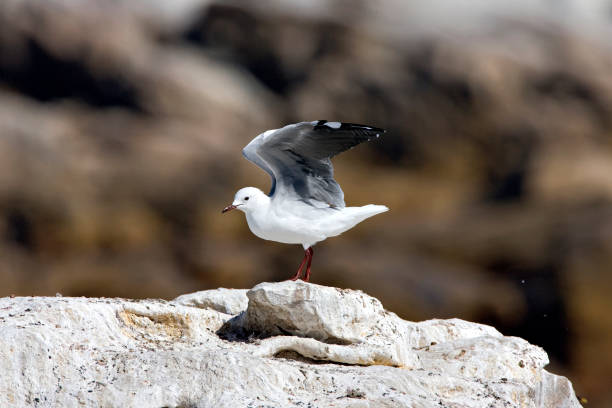 istock Bird image from South Africa. 1284940364