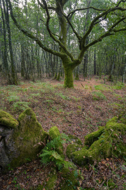 istock A mossy oak in a clearing behind a stone wall 1284940422