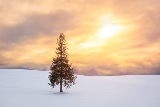 Biei, Hokkaido, Japan at the Christmas Tree in winter.