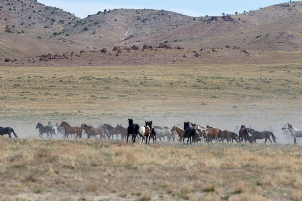 istock Wild Horses in the Utah Desert 1284940818