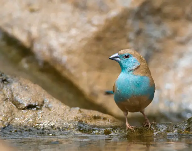 Blue Waxbill (Uraeginthus angolensis), also known as Southerm Cordon-bleu, in Kruger National park South Africa.