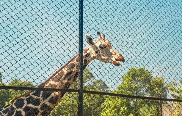 istock African giraffe inside a zoo in Kolkata 1284942129