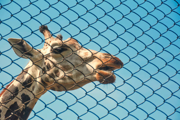 istock African giraffe inside a zoo in Kolkata 1284942130