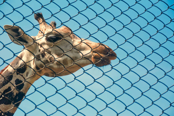 istock African giraffe inside a zoo in Kolkata 1284942131