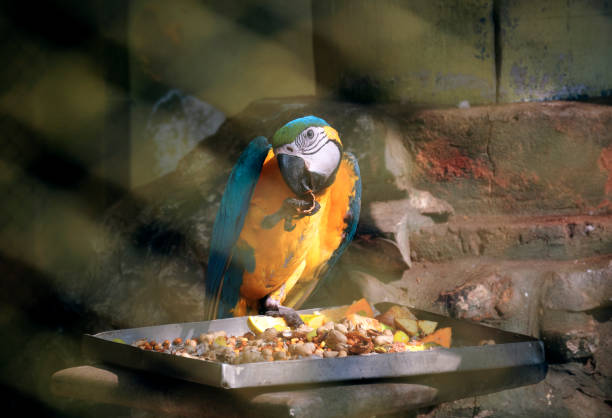 An exotic looking Blue-and-yellow macaw eating food (mostly sliced fruits & groundnuts) inside a bird enclosure