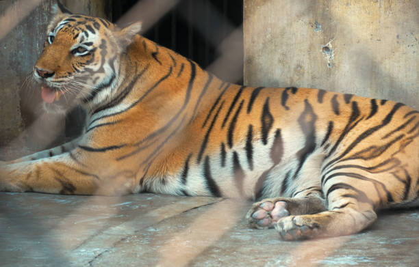 istock A caged Royal Bengal tiger (from a specific population of the Panthera tigris tigris) inside a zoo at Kolkata 1284942383
