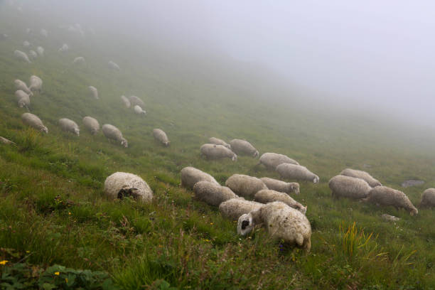 istock Himalayan Mountain Sheeps flock in India 1284942391
