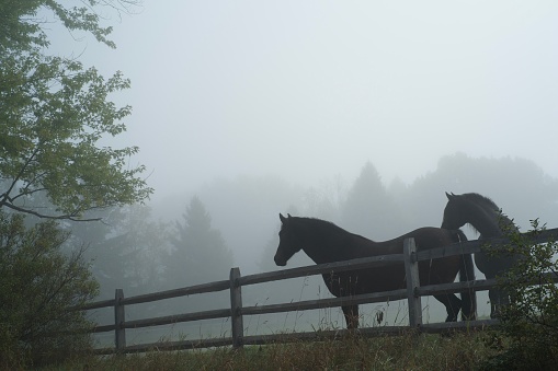 A couple of horses behind an old farm fence in the early morning fog.