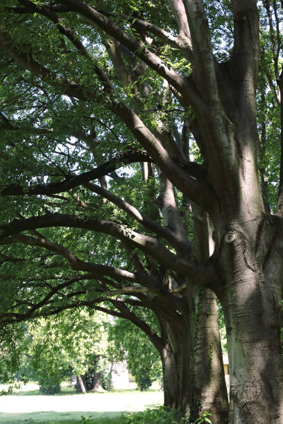 bagolaro trees - gigifoto foto e immagini stock