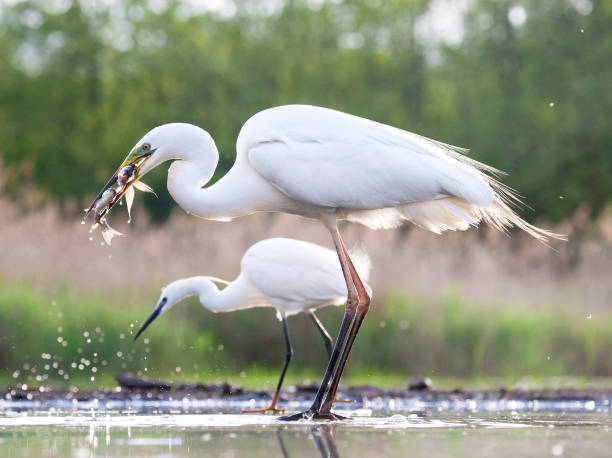 vogelbild aus ungarn im frühjahr - egret water bird wildlife nature stock-fotos und bilder