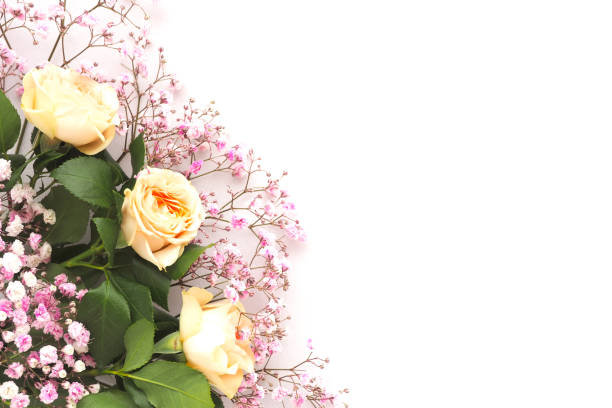 istock roses and gypsophila on a white background. copy space. 1284943733