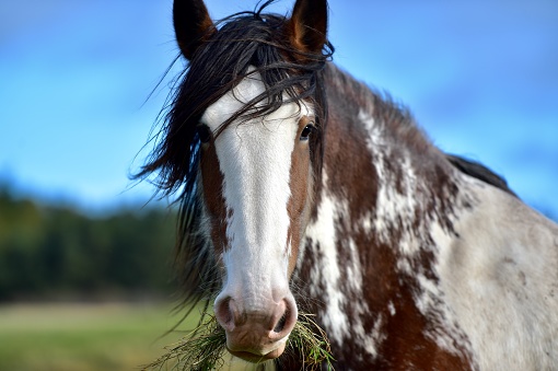 Heavy horses in England