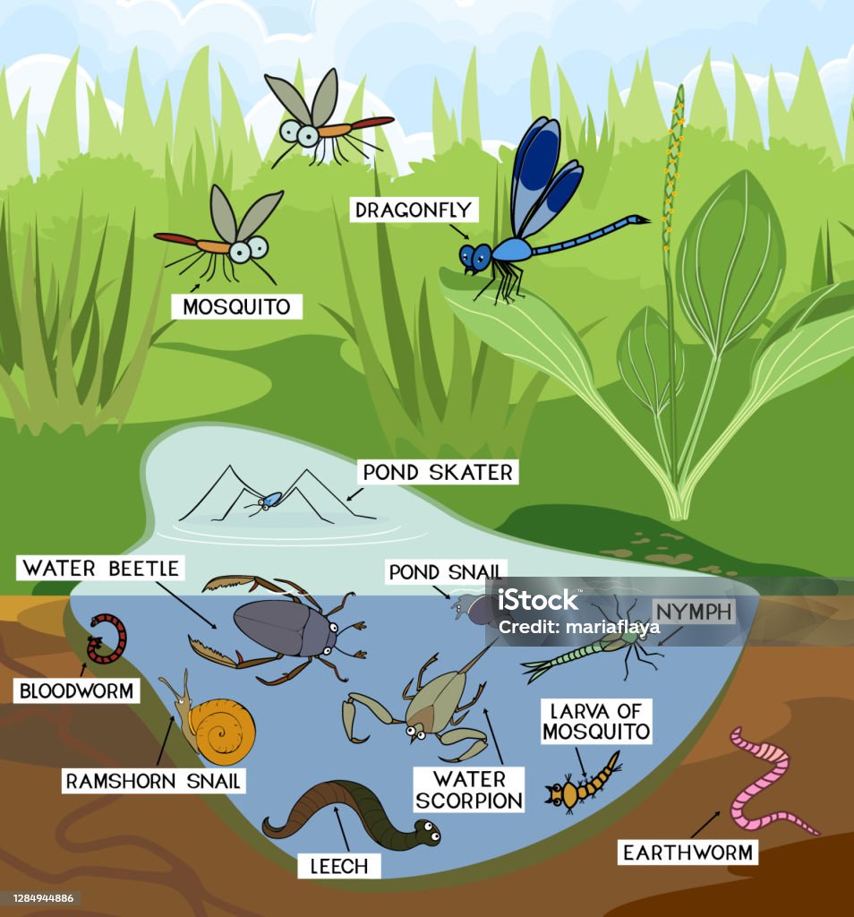 Ecosystem Of Pond Insects And Other Invertebrates Animals In Their Natural  Habitat Schema Of Pond Structure Stock Illustration - Download Image Now -  iStock