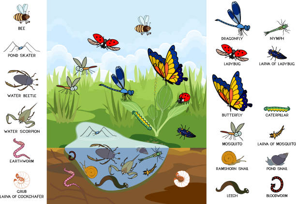 Ecosystem of pond. Insects and other invertebrates animals in their natural habitat. Schema of pond structure Ecosystem of pond. Insects and other invertebrates animals in their natural habitat. Schema of pond structure bee water stock illustrations