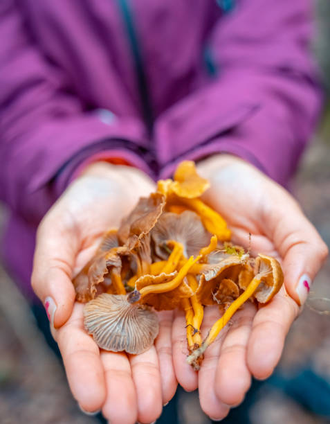 istock Chantarelles mushrooms in forest. 1284944916
