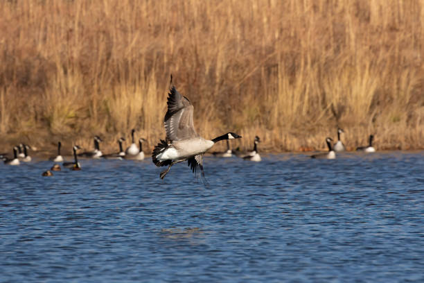 istock The flock og Canadian geese in flight 1284945167