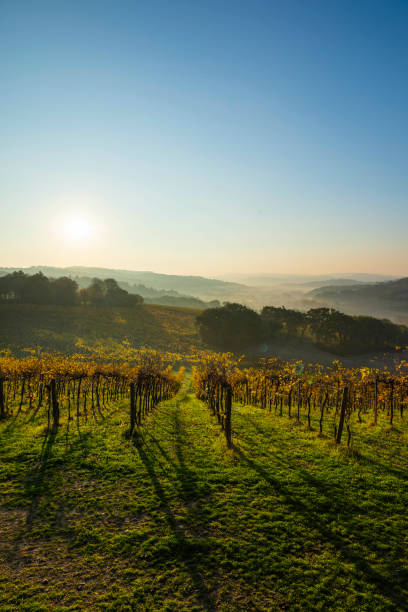 istock Autumn colored vineyards on tuscany hill, Italy 1284946231