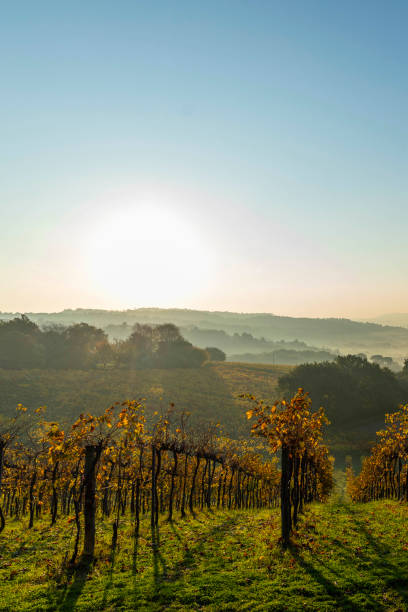 istock Autumn colored vineyards on tuscany hill, Italy 1284946277