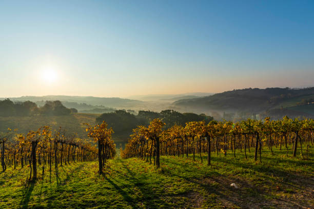 istock Autumn colored vineyards on tuscany hill, Italy 1284946329