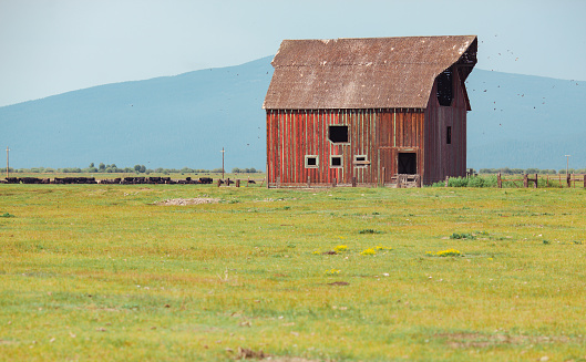 Oregon summer barn near crater lake national park.