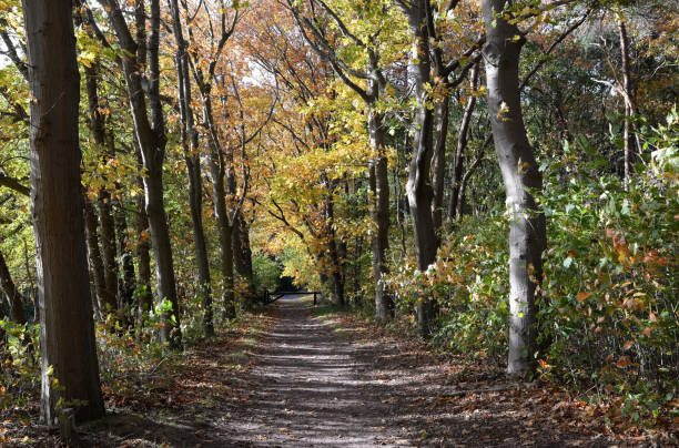 istock Forest path lined with Quercus rubra, the northern red oak, in autumn colours 1284946662